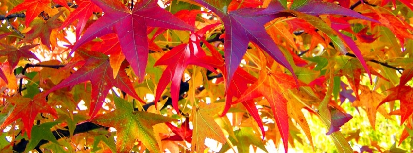 Autumn Colors Timeline cover - Facebook timeline covers maker