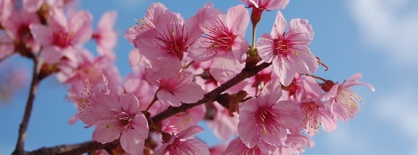 Sakura Blossoms Timeline Cover - Facebook timeline covers maker