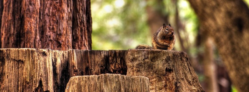 Squirrel Timeline Cover - Facebook timeline covers maker Squirrel-timeline-cover - Facebook timeline covers maker